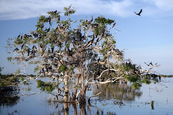 new-Prek Toal Bird Sanctuary Tonle Sap.jpg